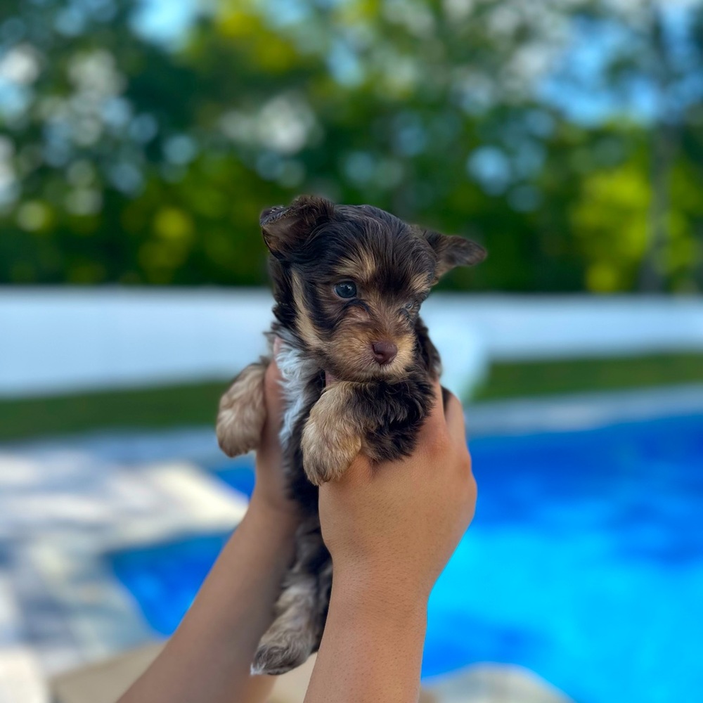 https://soleyoullc.wixsite.com/soleyoullc SoleyouPets hobby Breeder NY/NJ